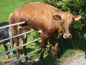 cow-fence-sitting